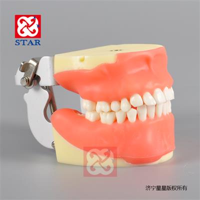 口腔外科综合练习模型M4026