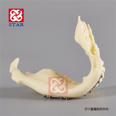 下颌骨M5001