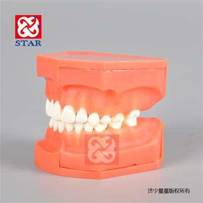 乳牙交替模型M7013