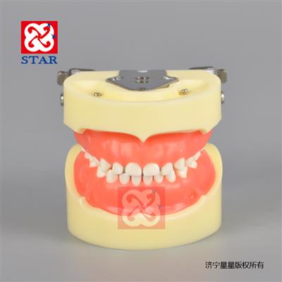 乳牙模型M7014