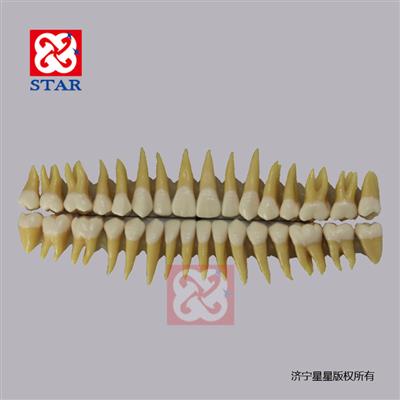 成人牙齿模型32颗M7022