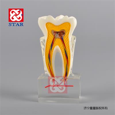 六杯牙神经模型M7023