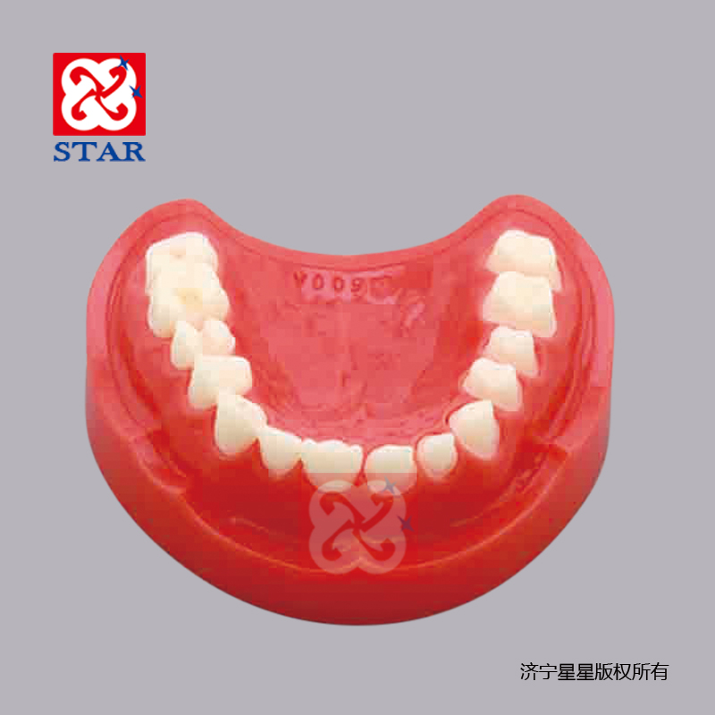 备牙练习模型M8027上口练习牙齿可更换