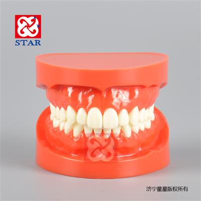 M7004R标准模型练习磨牙备牙贴面嵌体牙线