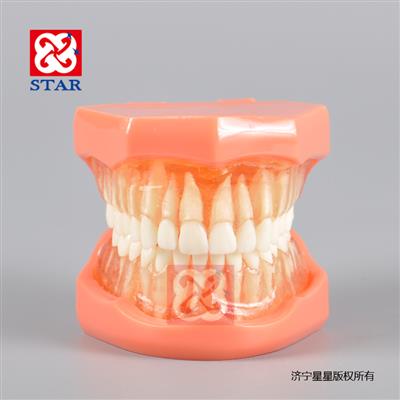 标准模型M7005可拔牙软牙龈牙齿可更换斜板