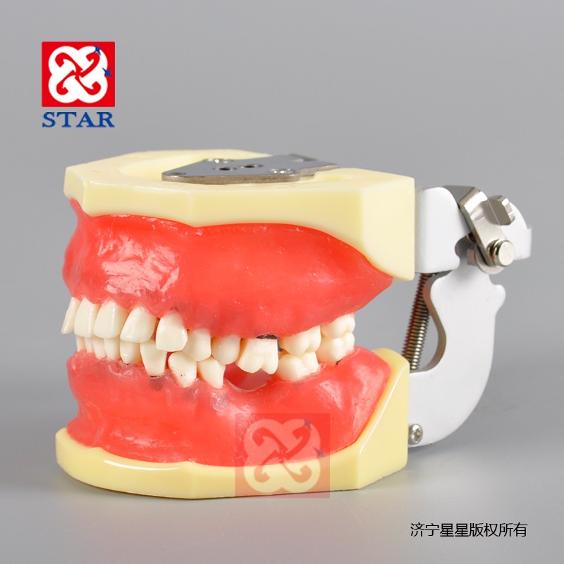 牙周病实习模型M4027