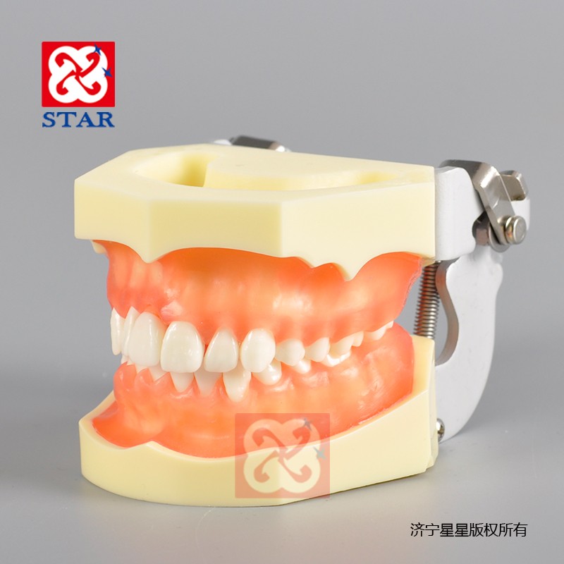 牙周病模型M4022